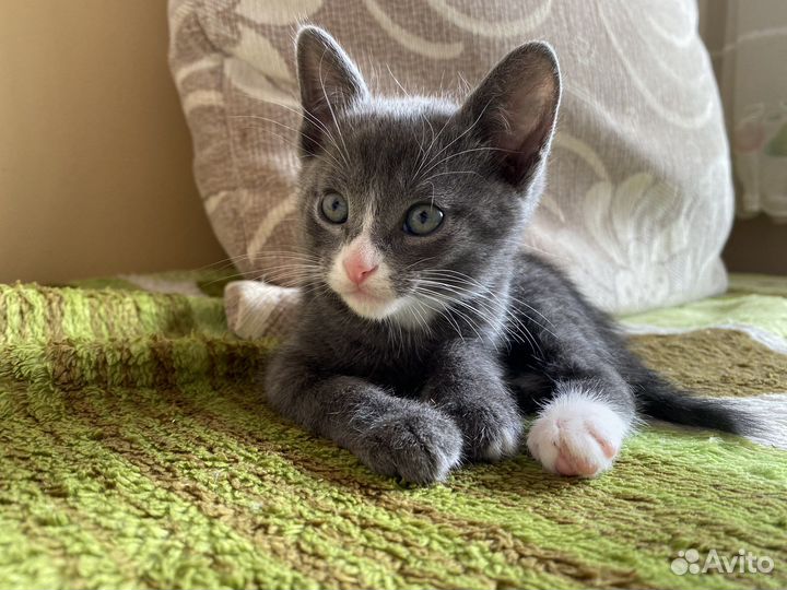 Котенок в добрые руки бесплатно