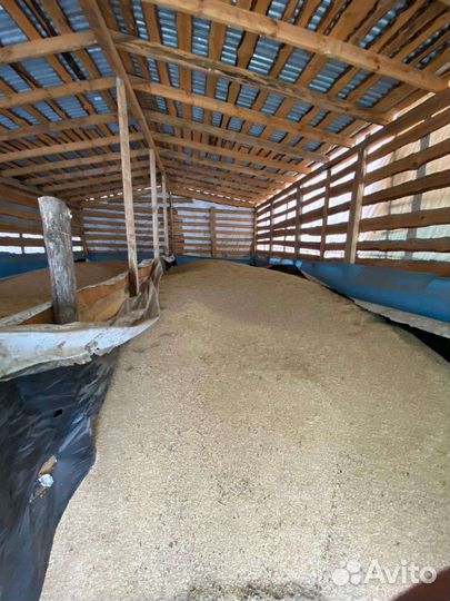 Пшеница ячмень