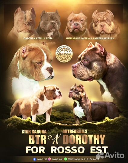 Американский булли покет щенки