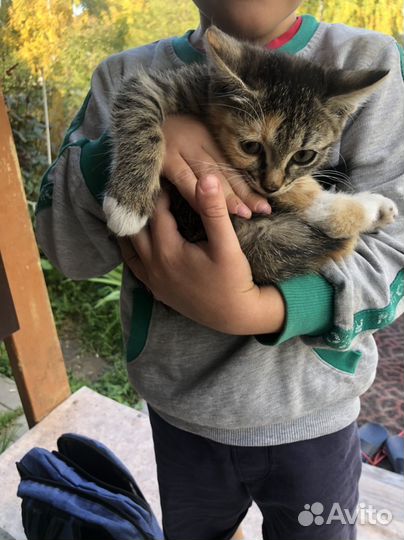 Котята