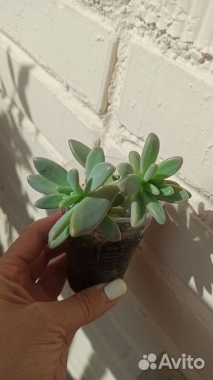 Редкие суккуленты