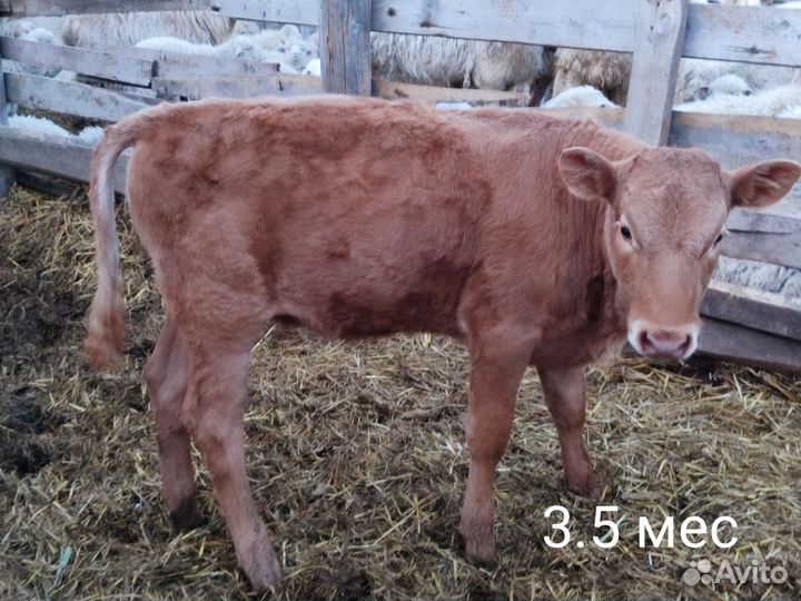 Телята телки