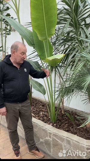 Равеналла мадагаскарская- дерево путешественников