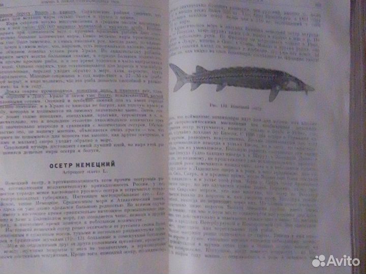 Жизнь и ловля пресноводных рыб издана в1960г. авто