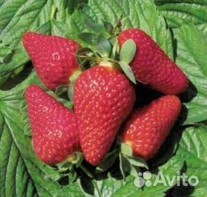 Саженцы клубники Люция