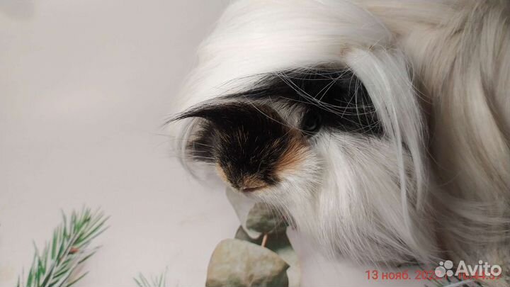 Перуанские морские свинки