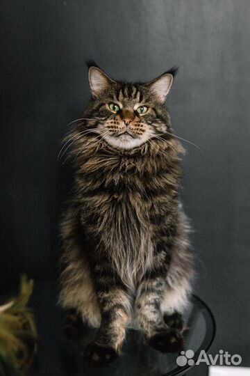 Вязка с котом