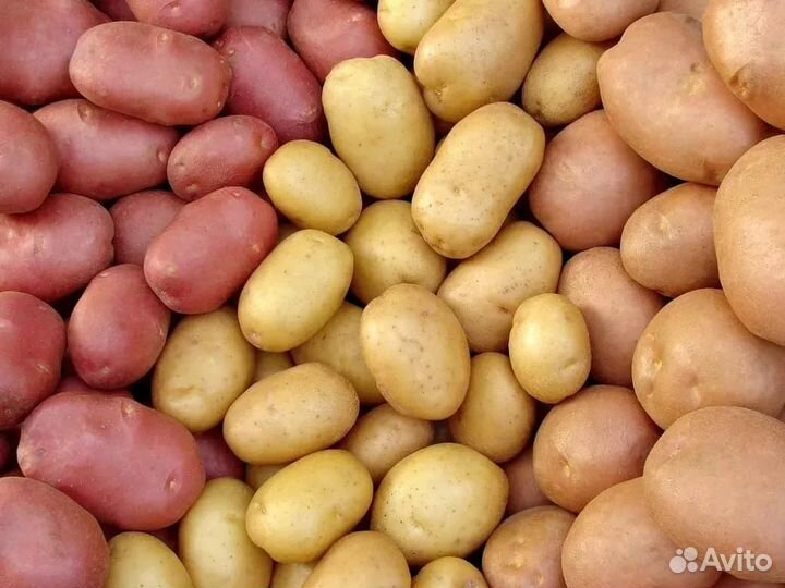Продам картофель