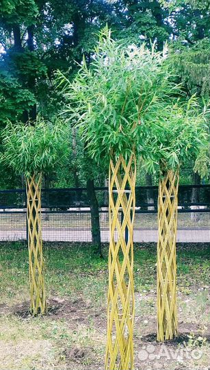 Декоративные живые деревья из сортовой ивы