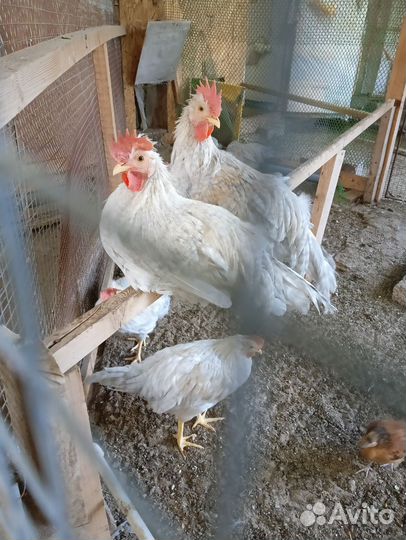 Продаю молодых петушков разные