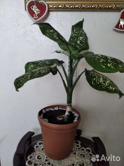 Диффенбахия, шеффлера, юкка