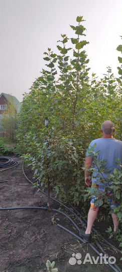 Саженцы ель голубая Глаука, тополь пирамидальный