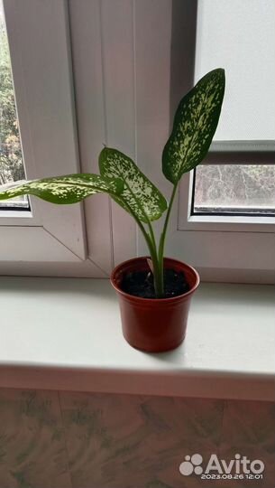 Диффенбахия