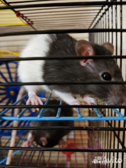 Крыса дамбо