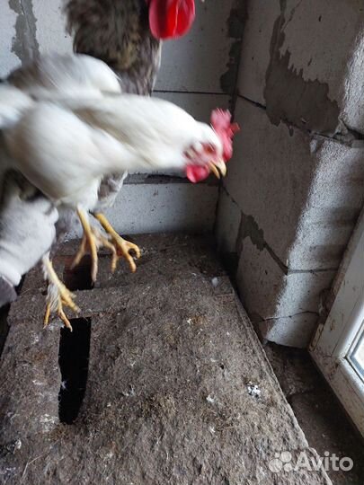 Яйца куриные