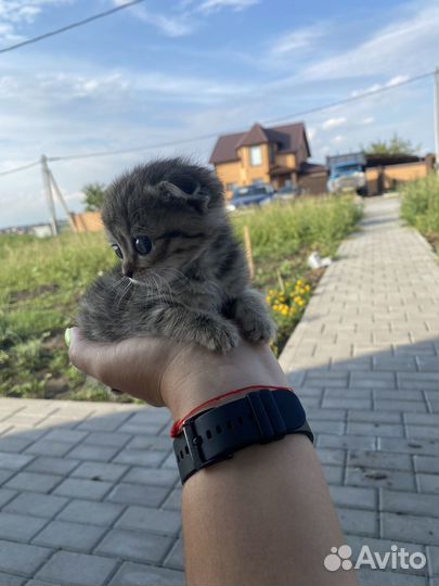 Отдам в добрые руки котенка девочку