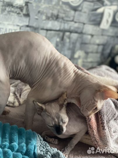 Кот сфинкс вязка