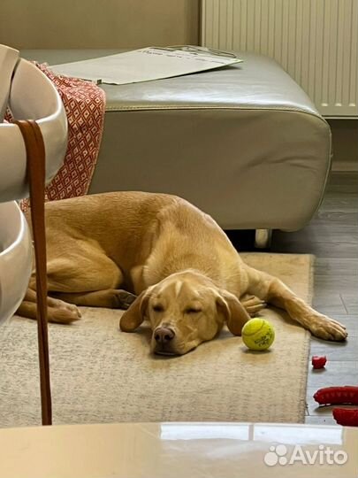 Добрая собака в дар