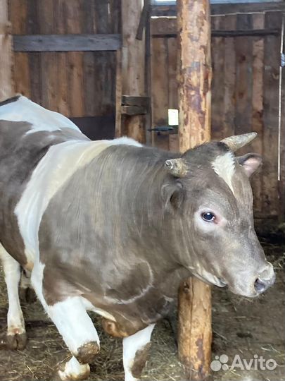 Продаётся бык