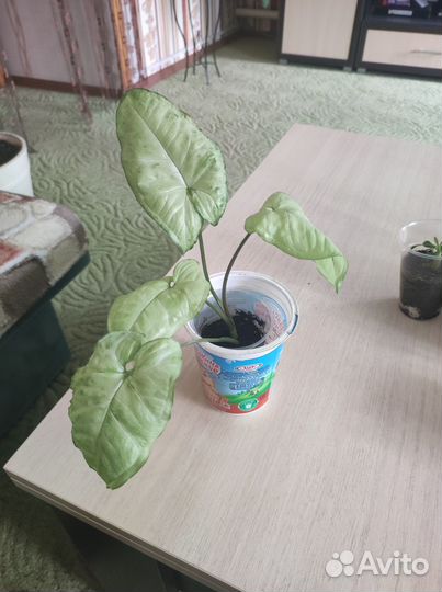 Комнатные цветы