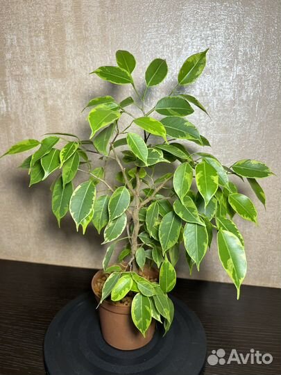 Фикус бенджамина 30 см вариегатный (пестролистный)