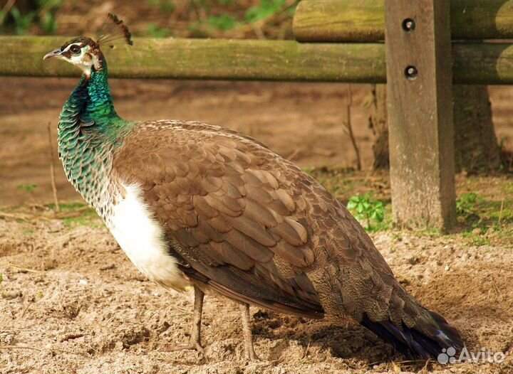 Взрослая самка павлина
