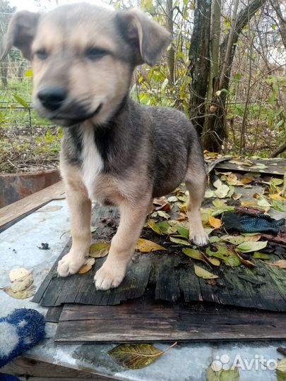 Щенки в добрые руки