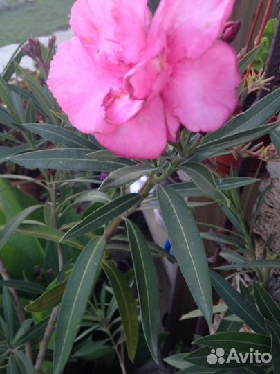 Олеандр пестролистный