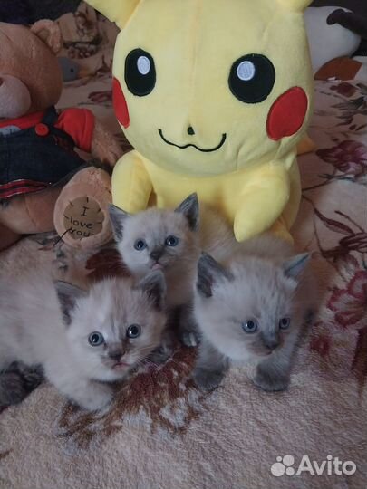 Сиамские котята