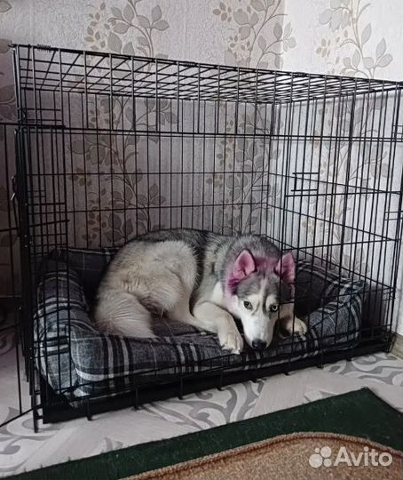Клетка для собак №5 новая
