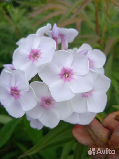 Садовые цветы многолетники