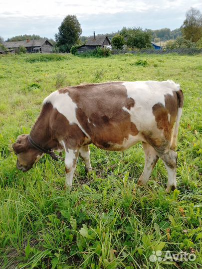 Продаётся бычок 5 мес