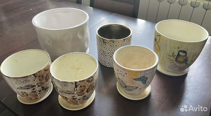 Комнатные цветы