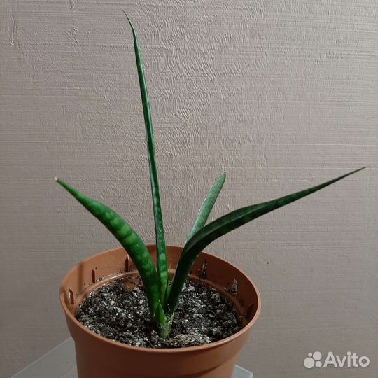Сансевиерия