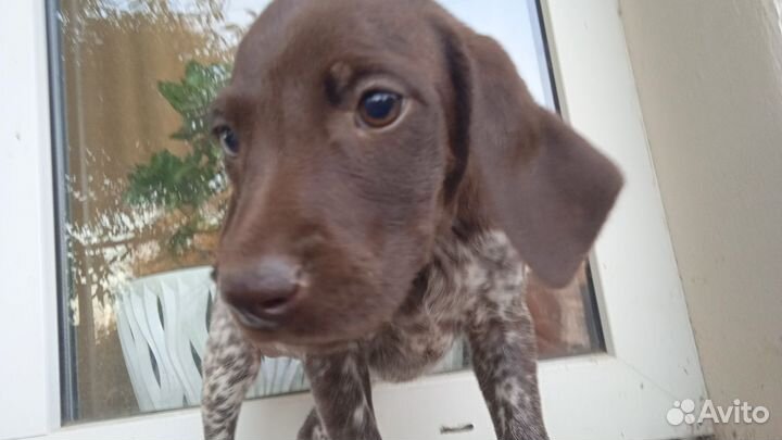 Щенки Курцхаара