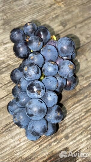 Черенки чубуки винограда изабелла