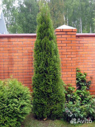 Туя Смарагд саженец 2-х летка 50-60 см с доставкой