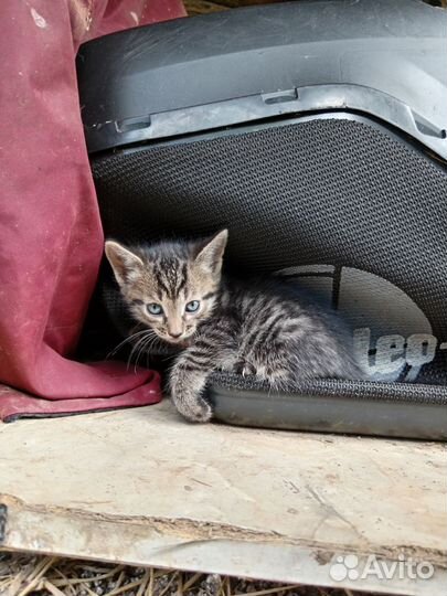 Отдам котят