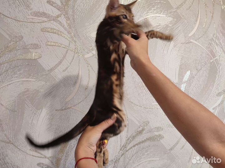 Бенгальская кошечка