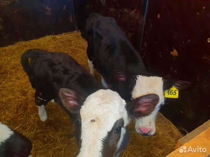 Телята с доставкой в ваш двор