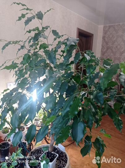 Комнатные растения