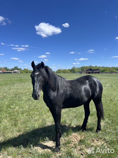 Лошадь Орловской породы