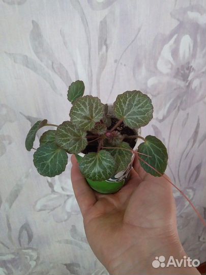 Камнеломка плетеносная