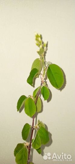 Ирга крупноплодная саженцы. Древесная черника