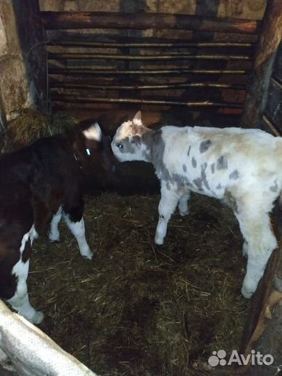 Телята бычки