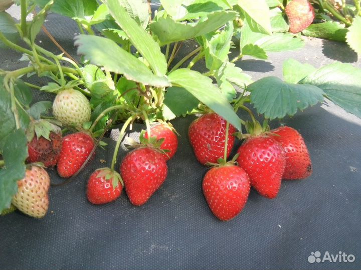 Клубника садовая крупноплодная ремонтантная