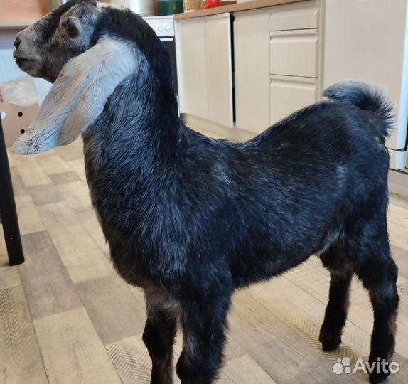 Англо нубийский козлик