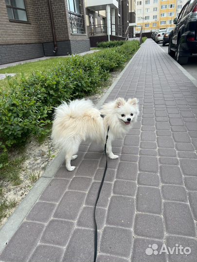 Вязка собак шпиц