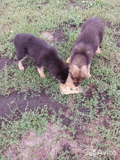 Отдам в добрые руки