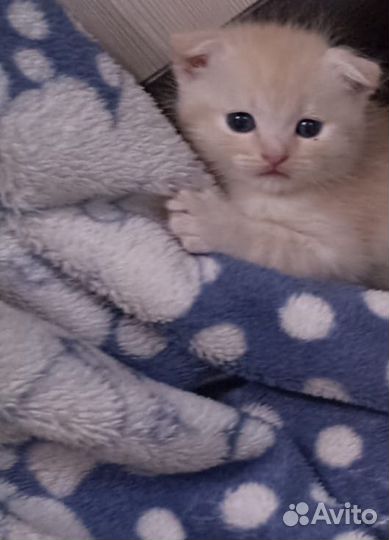 Британские котята в дар